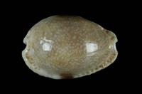 藏品(腰斑寶螺)的圖片